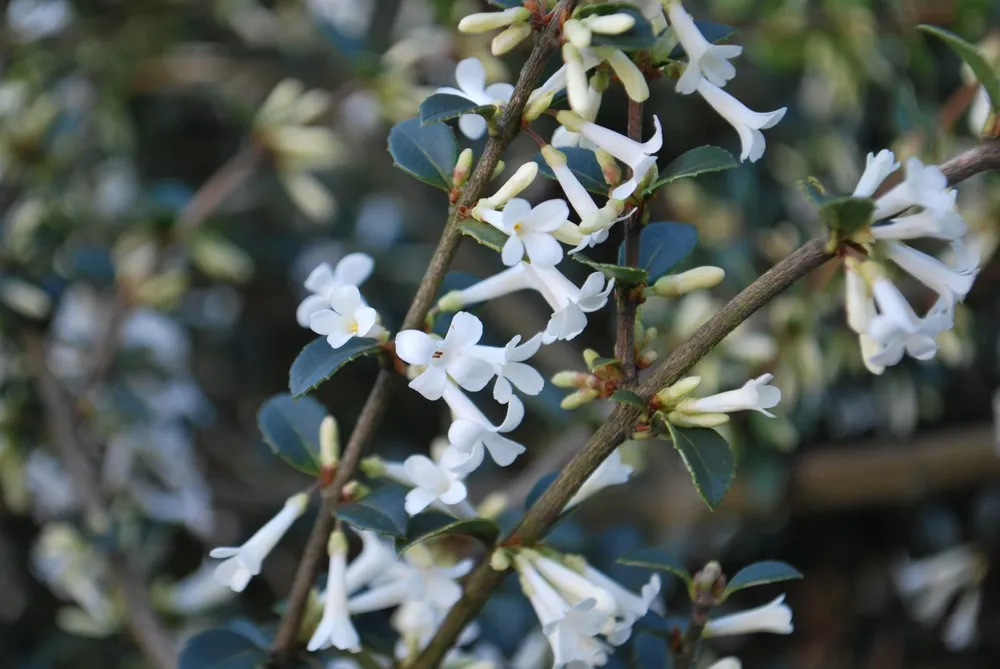 Osmanthus delavayi