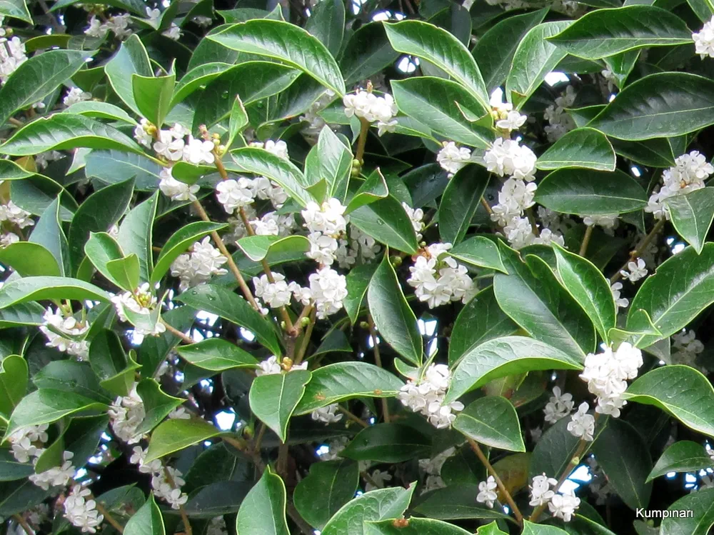 Osmanthus fragrans