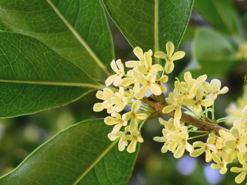 Османтус fragrans