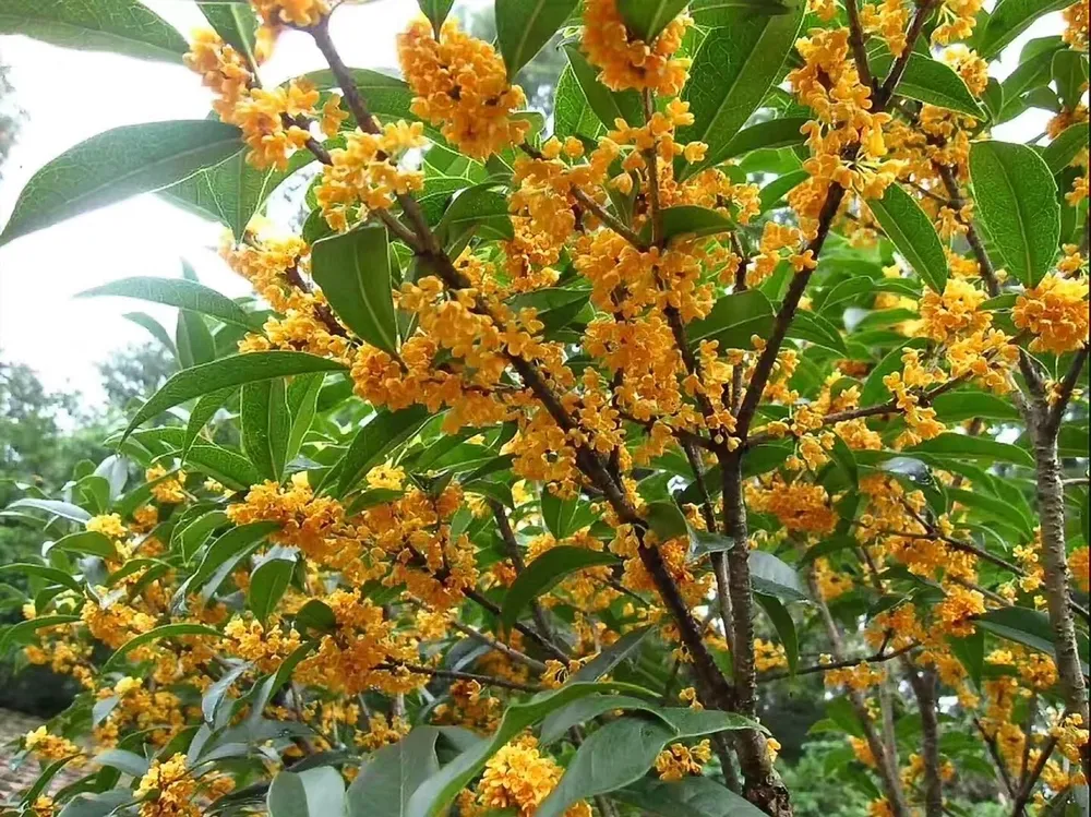 Османтус fragrans