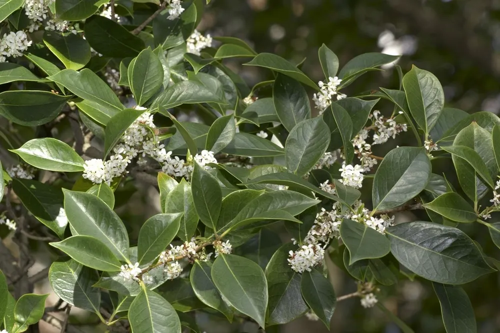 Османтус fragrans