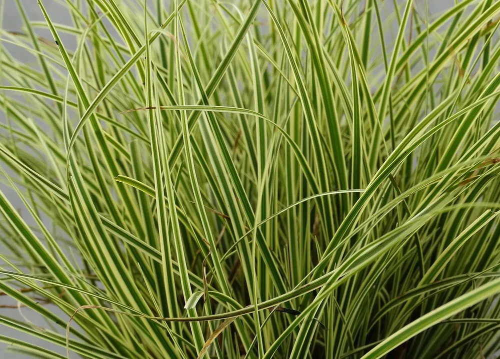 Осока Carex brunnea Aureomarginata