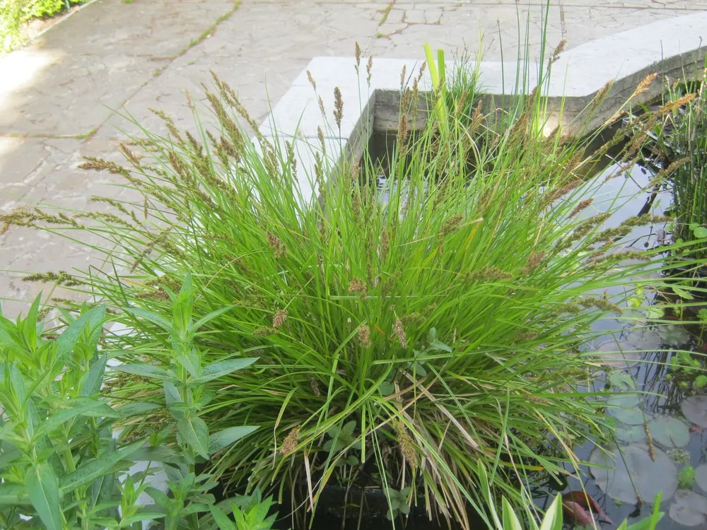 Осока метельчатая Carex paniculata