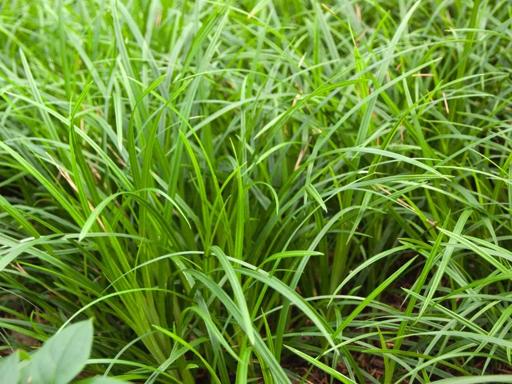 Осока обильнолистная Carex foliosissima `Irish Green`