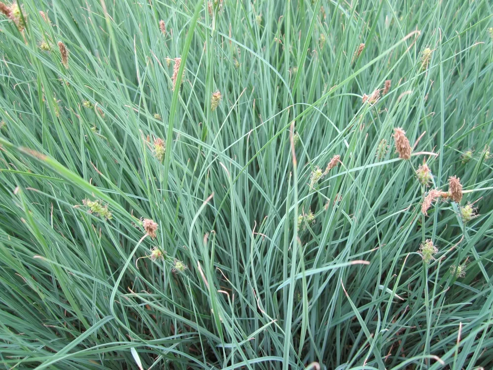 Осока Просяная Carex panicea