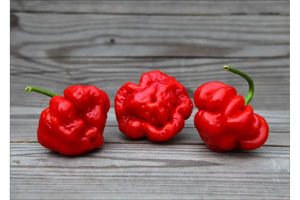 Острый перец Scotch Bonnet MOA