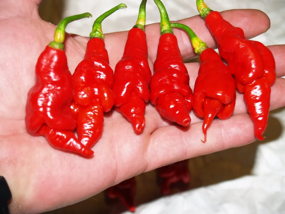 Острый перец Trinidad Scorpion long SR