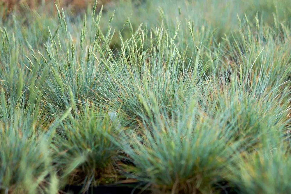 Овсяница овечья Festuca ovina