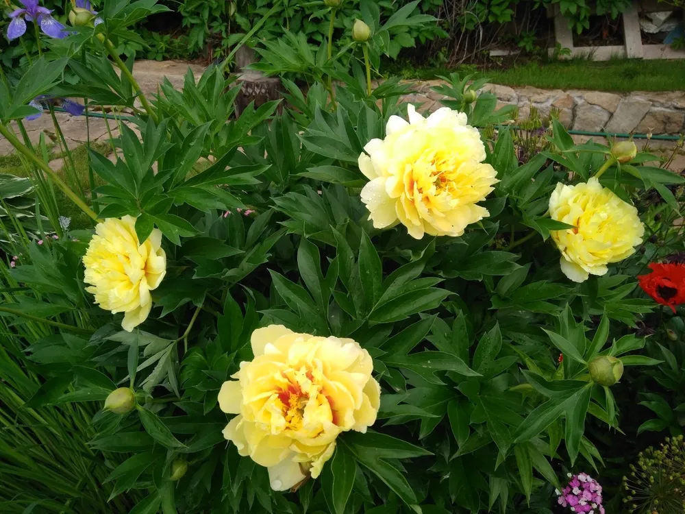 Paeonia Bartzella