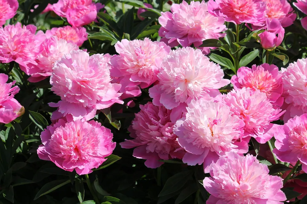 Paeonia Coral Fay