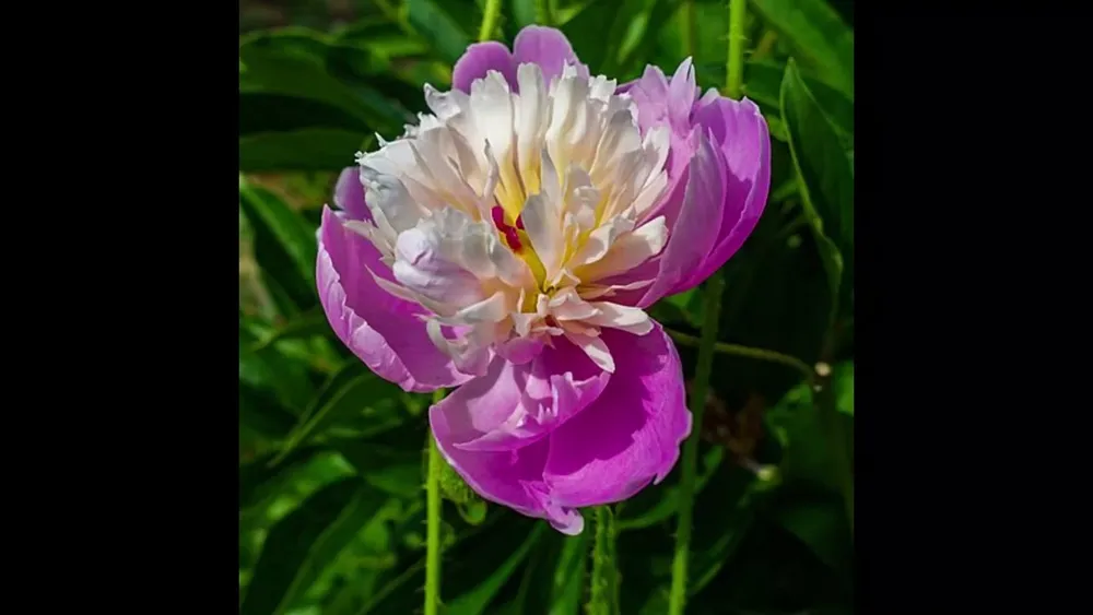 Paeonia lactiflora