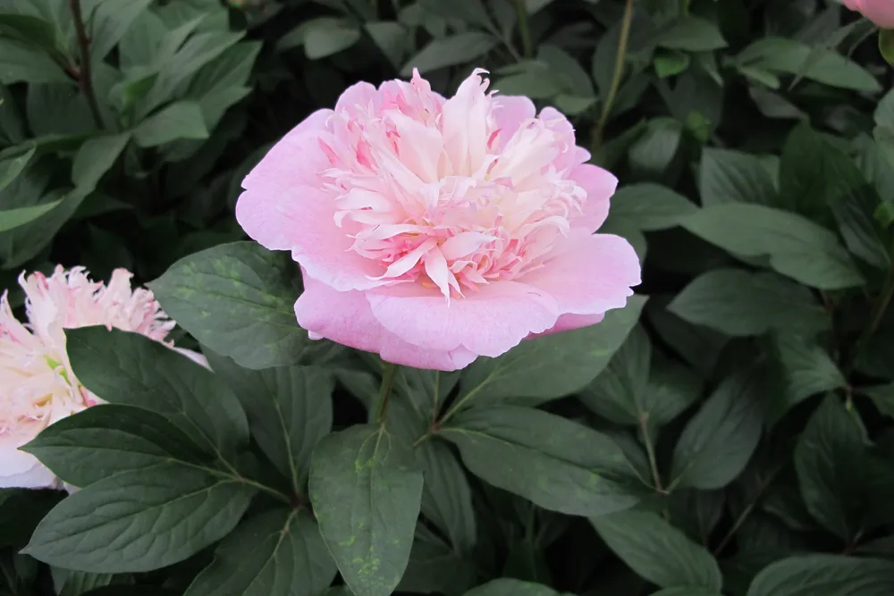 Paeonia lactiflora do tell