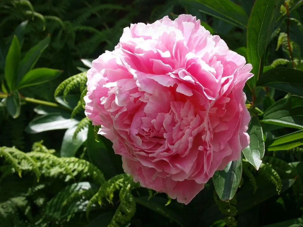 Paeonia lactiflora Sarah Bernhardt