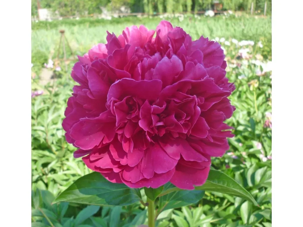 Paeonia Paul m. Wild