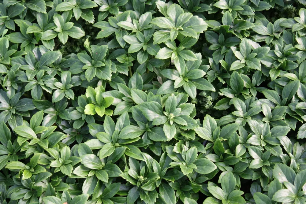 Пахизандра верхушечная  Pachysandra terminalis