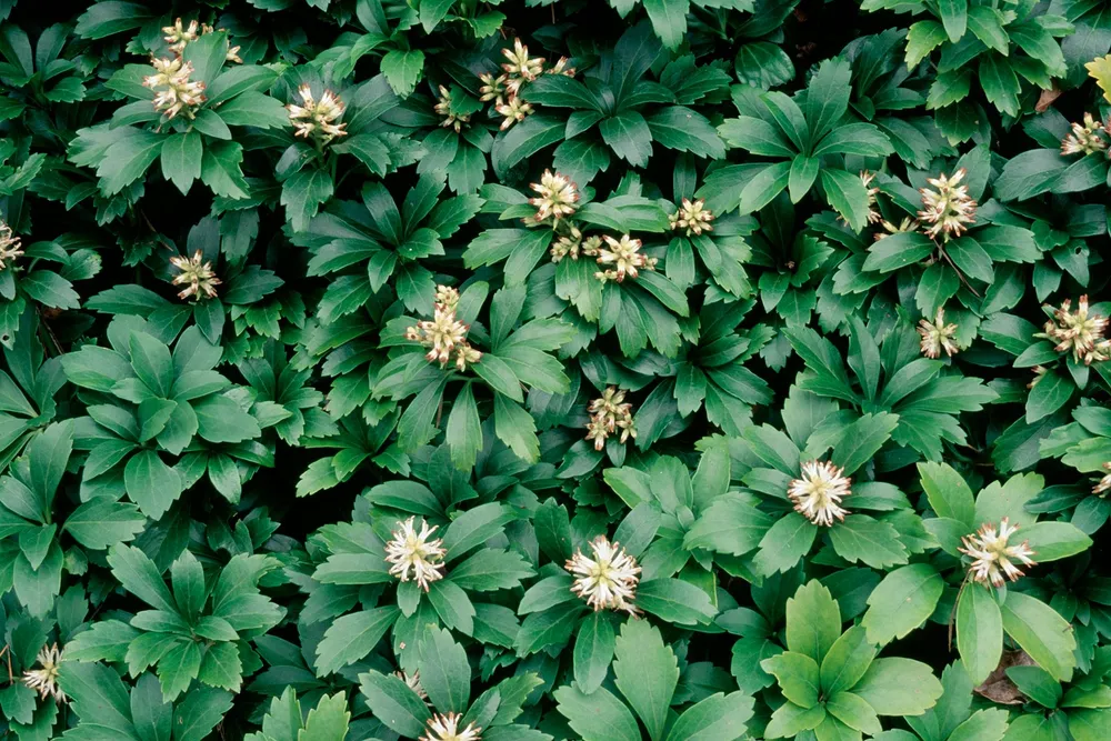 Пахизандра верхушечная  Pachysandra terminalis