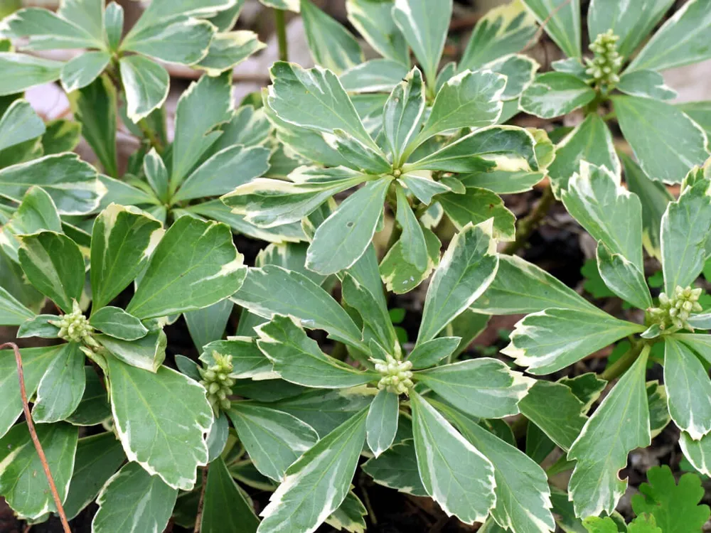 Пахизандра верхушечная Pachysandra terminalis variegata