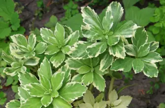 Пахизандра верхушечная variegata