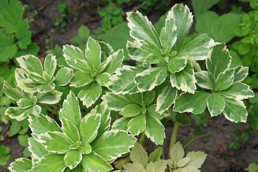 Пахизандра верхушечная variegata