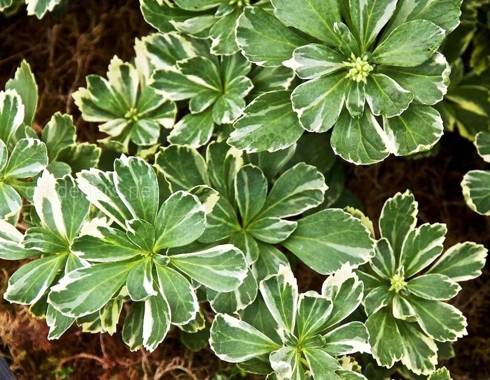 Пахизандра верхушечная variegata