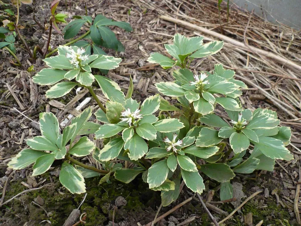 Пахизандра верхушечная variegata