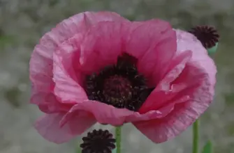 Papaver orientale Pattys Plum