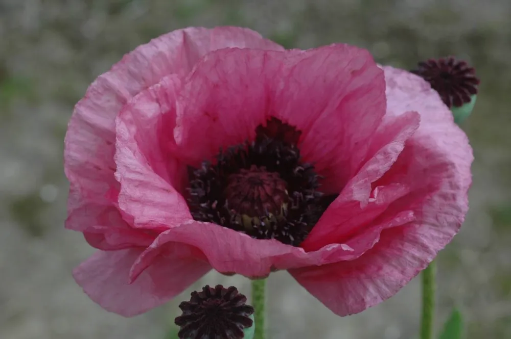 Papaver orientale Pattys Plum