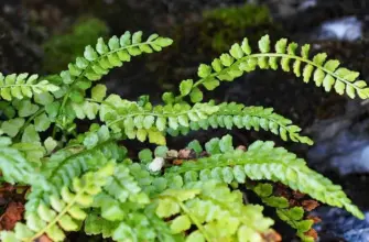 Папоротник Костенец Asplenium