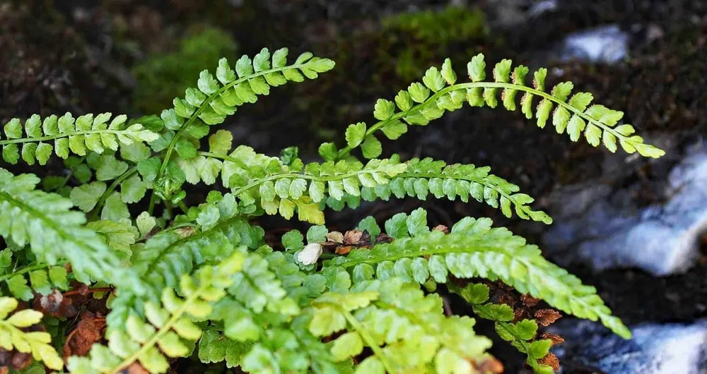 Папоротник Костенец Asplenium