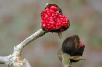 Parrotia persica