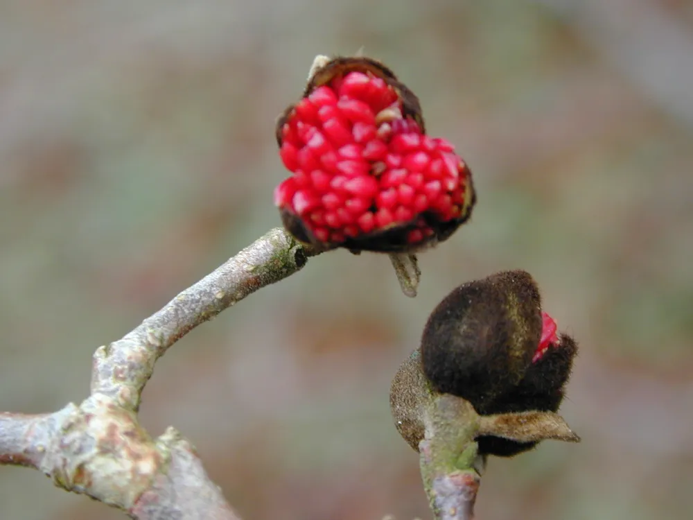 Parrotia persica