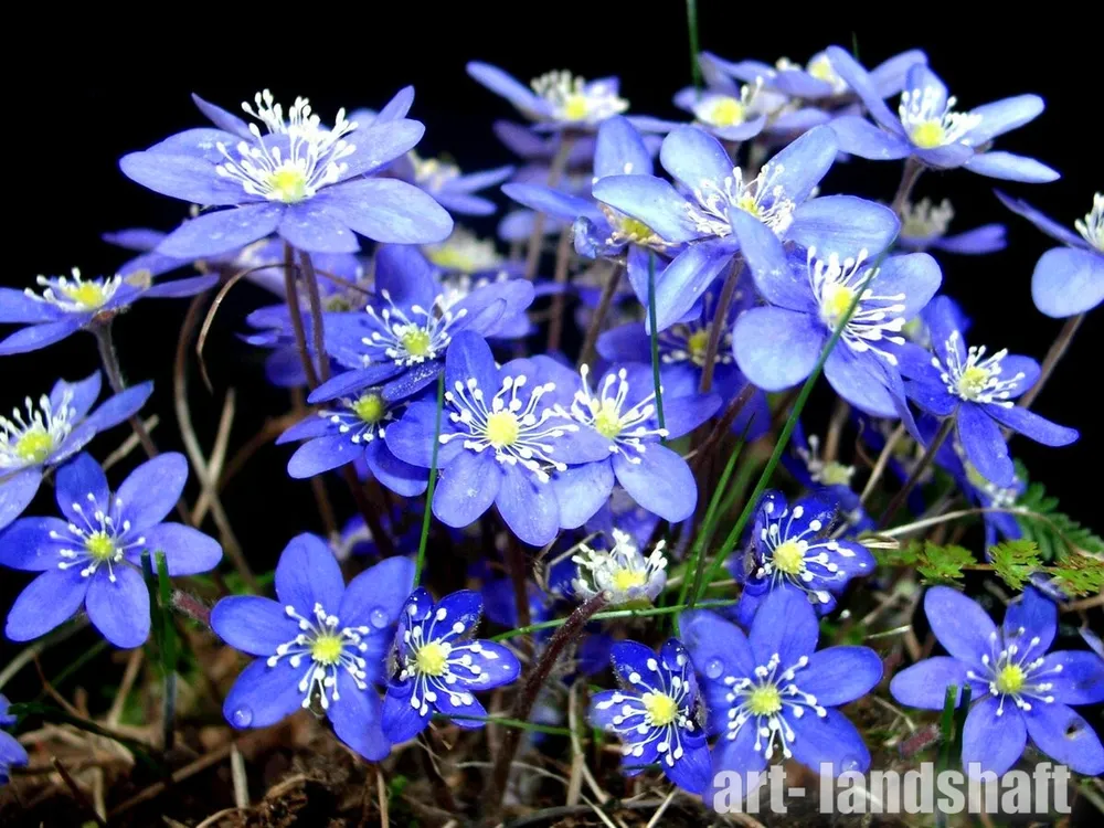 Печеночница благородная hepatica Nobilis