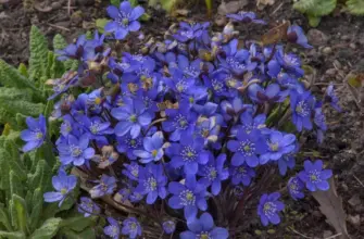 Печеночница благородная hepatica Nobilis