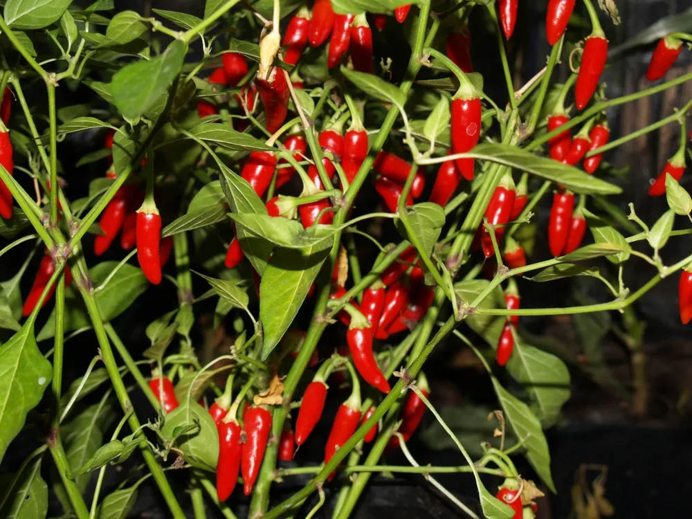 Перец Amachito Rosso