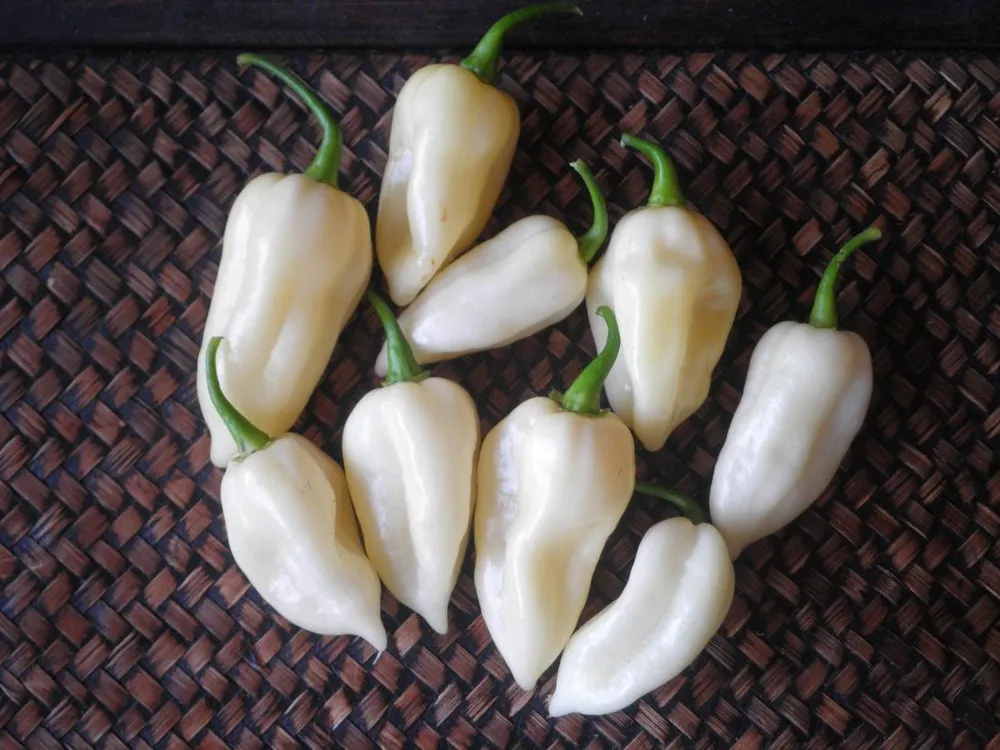 Перец Bhut Jolokia White