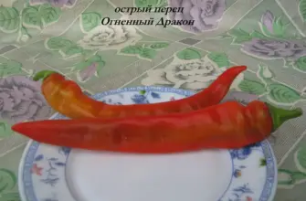 Перец острый Дракоша