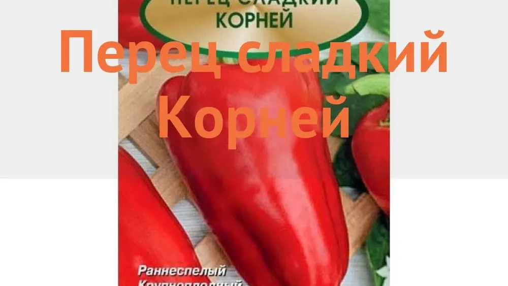 Перец сладкий корней