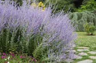 Перовския atriplicifolia