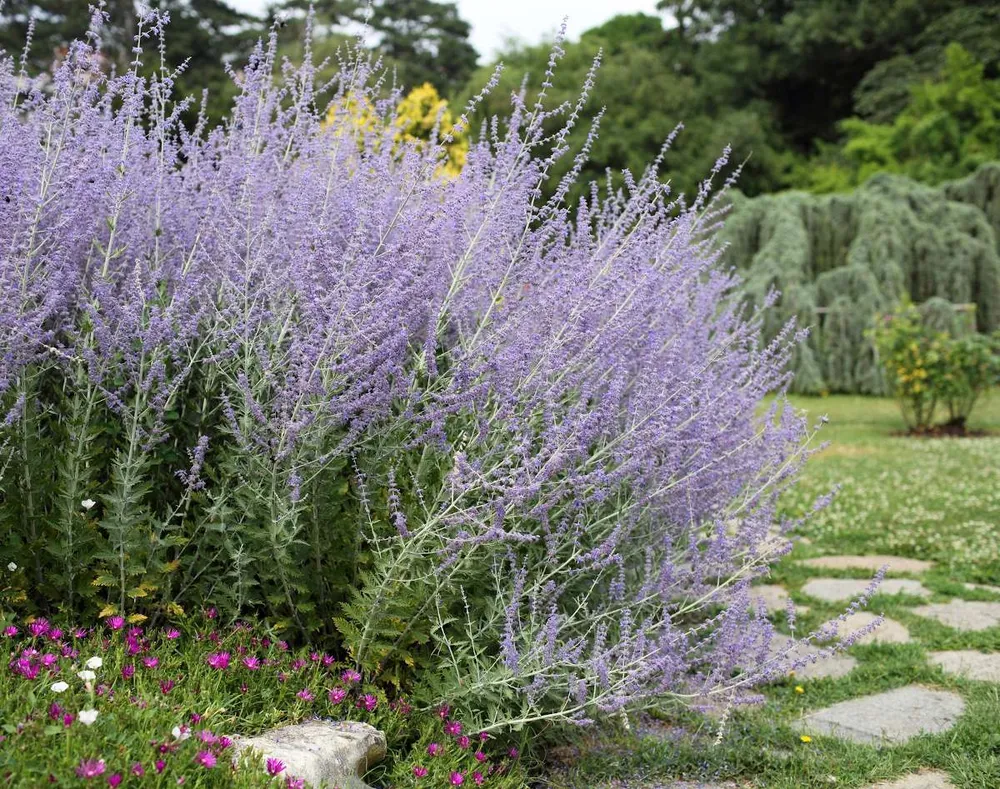 Перовския atriplicifolia