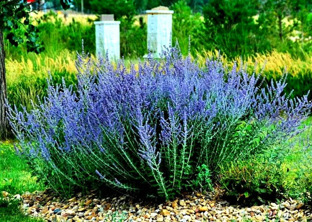 Перовския atriplicifolia