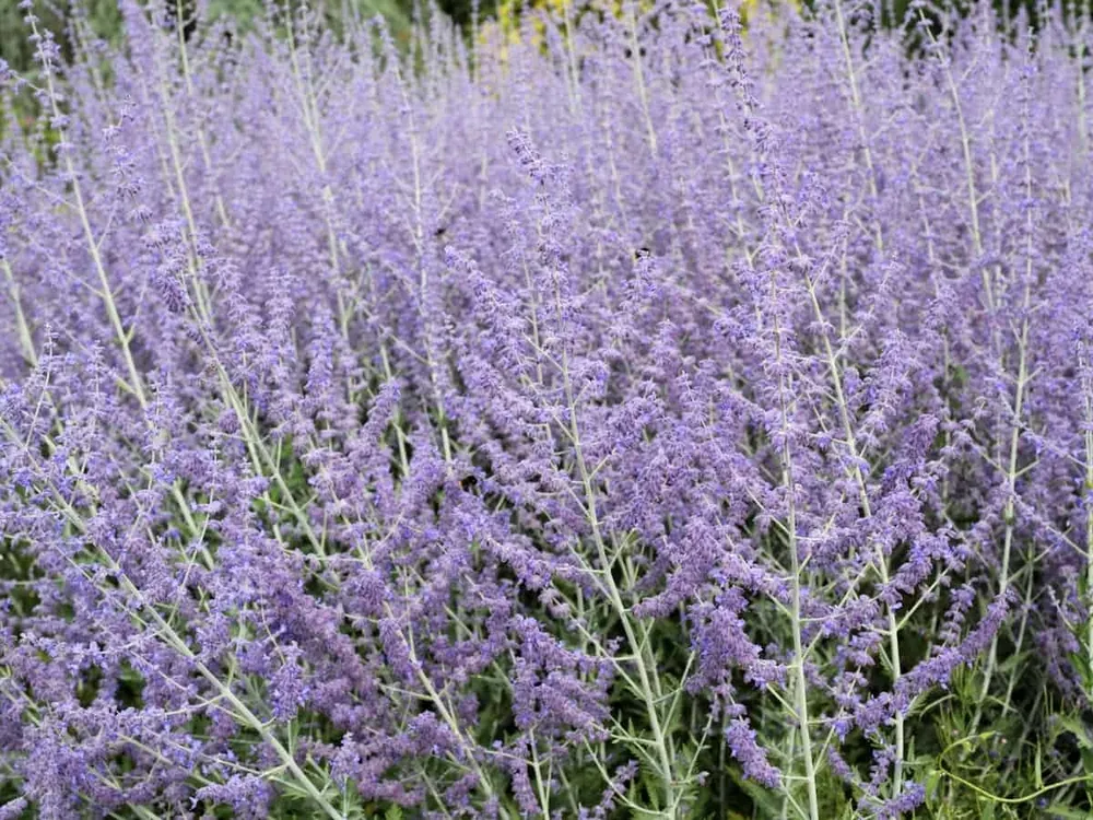 Перовския atriplicifolia