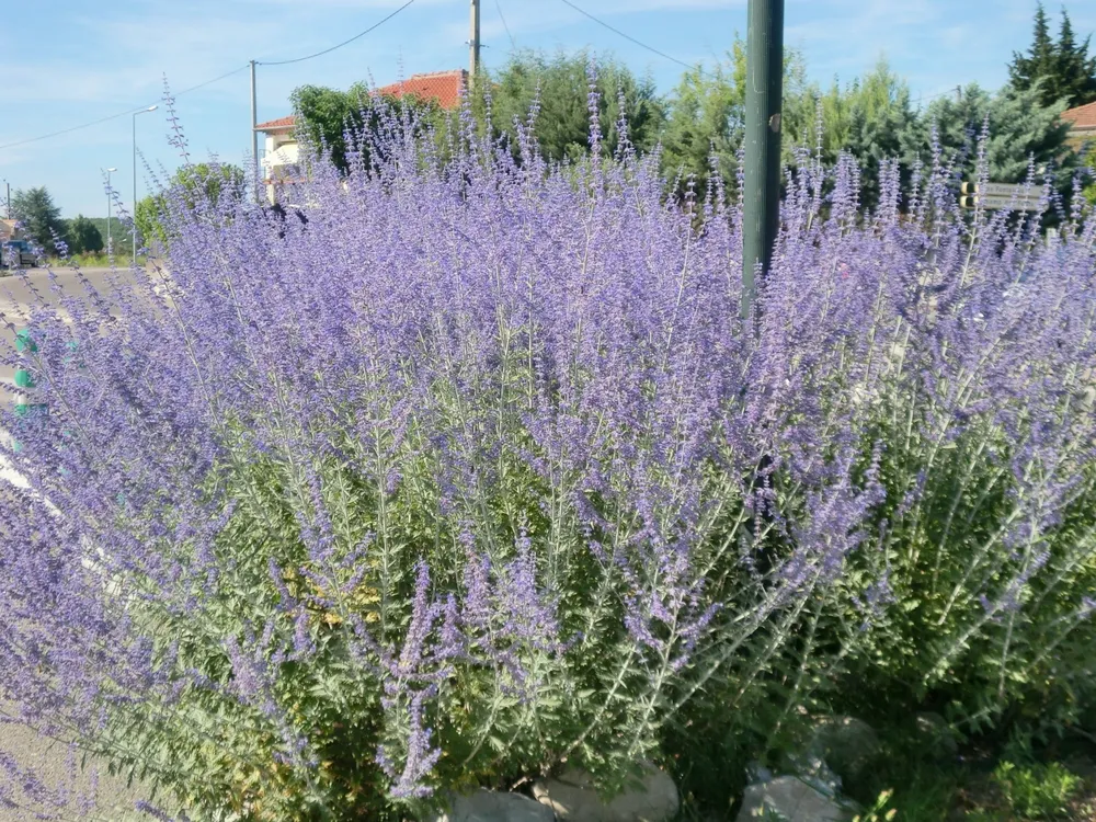 Перовския atriplicifolia