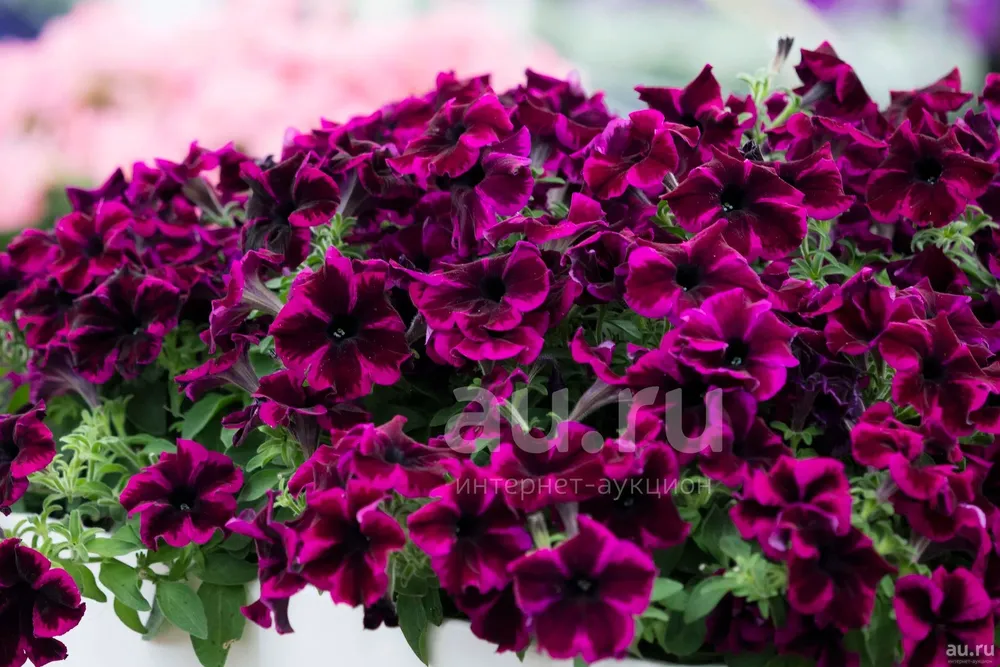 Петуния Crazytunia Cosmic Purple