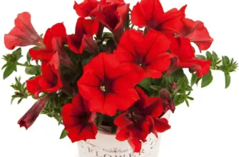 Петуния Potunia Dark Red