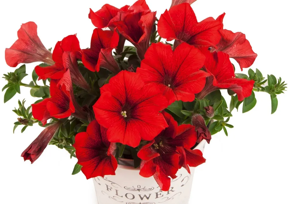 Петуния Potunia Dark Red