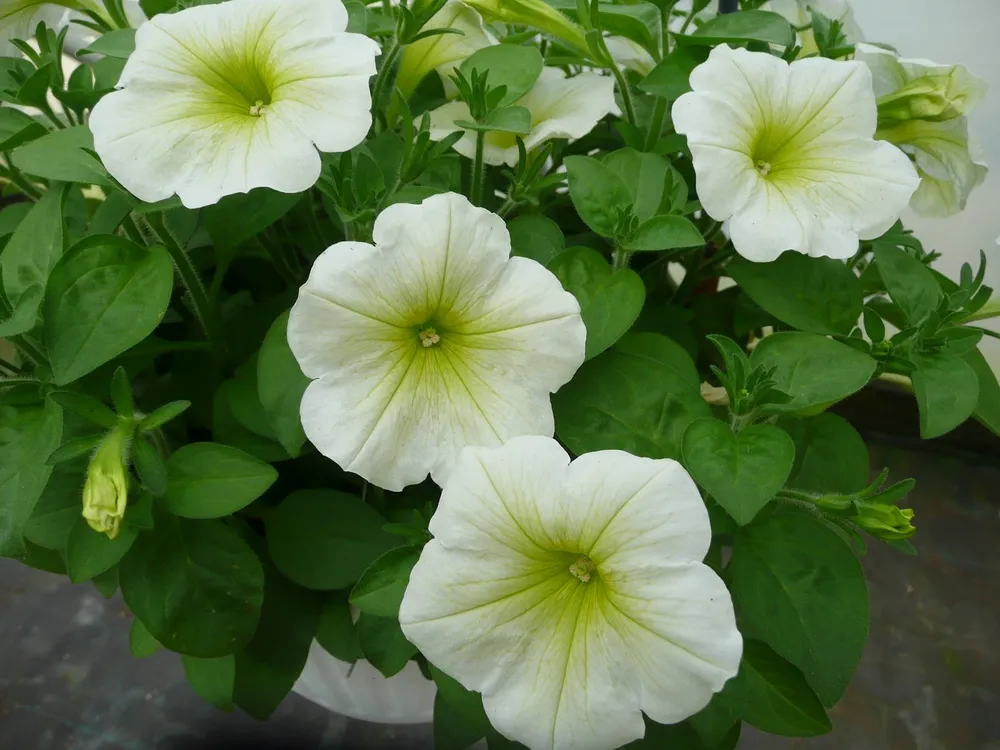 Петуния Potunia White