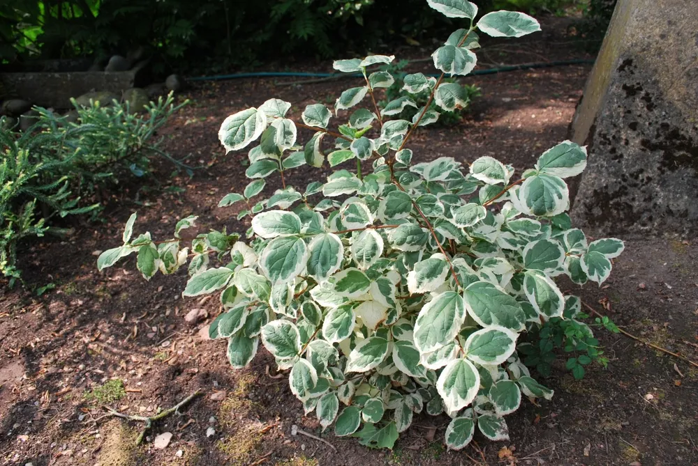 Philadelphus coronarius variegatus