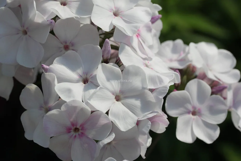 Phlox Nora Leigh