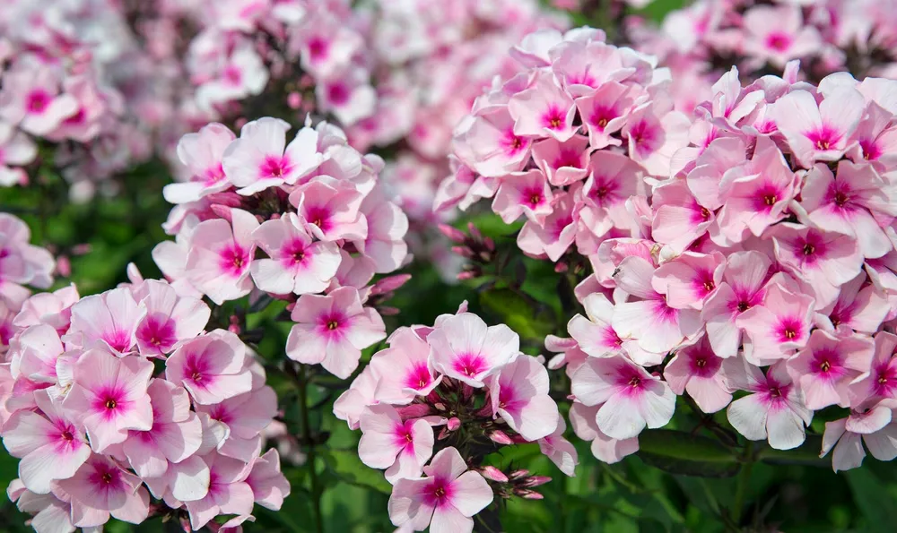 Phlox p Bright Eyes