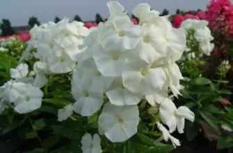 Phlox paniculata Pina Colada